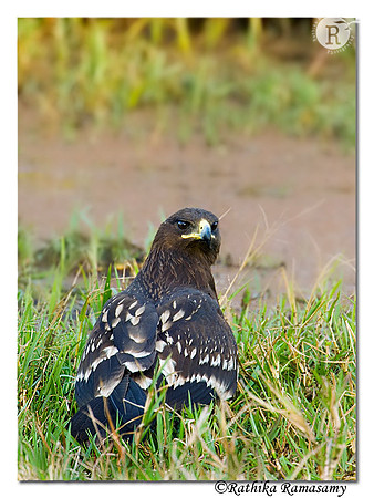 Greater Spotted Eagle (Aquila clanga)-3007