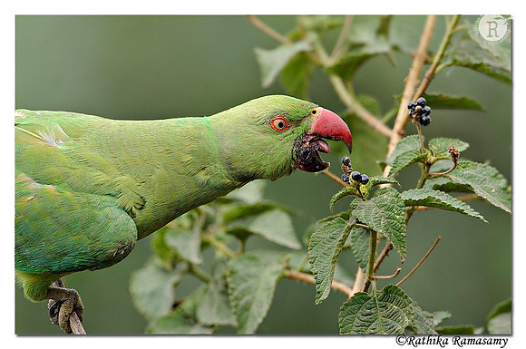 Rose ringed parakeet_DD30299