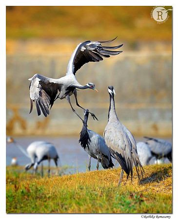 Cross landing_D4R9015
