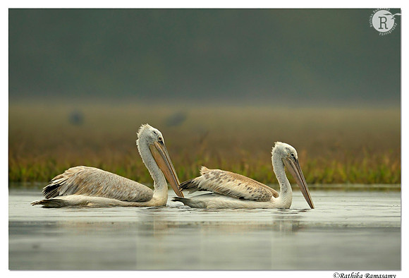 Dalmatian Pelican (Pelecanus crispus)_D4R3781