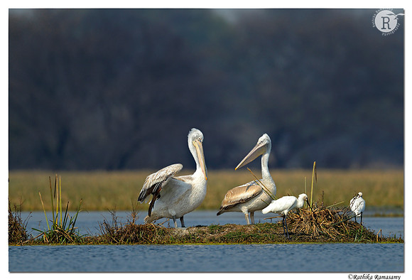 Pelican_D4R1556