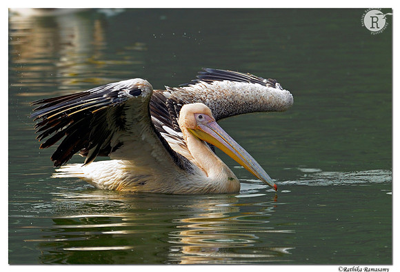 Pelican_D4R6361