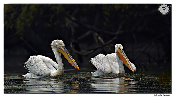 Dalmatian Pelican (Pelecanus crispus)_D4R8529
