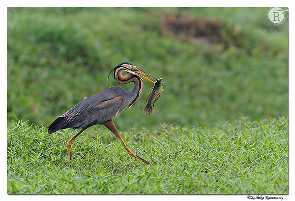 Purple Heron (Ardea purpurea)_DD30236