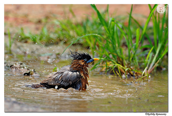 Brahminy Starling (Sturnia pagodarum)_DD31087