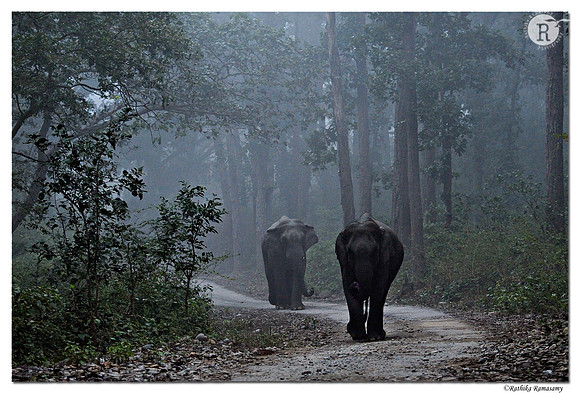 Morning walk_D36885