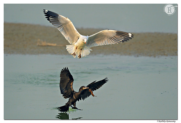 The chase_D4R3690