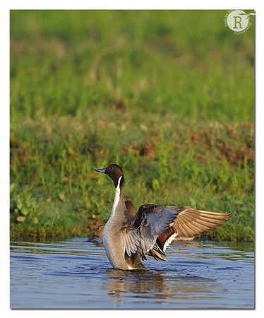 Northern Pintail (Anas acuta)_DD36234