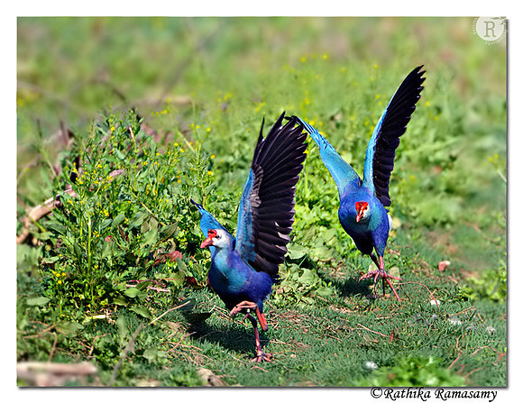 Purple Swamphen(Porphyrio porphyrio) _DD36518