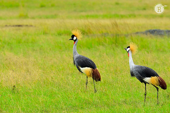 Grey crowned crane