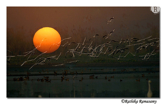 Gull 's at Okhla -7815