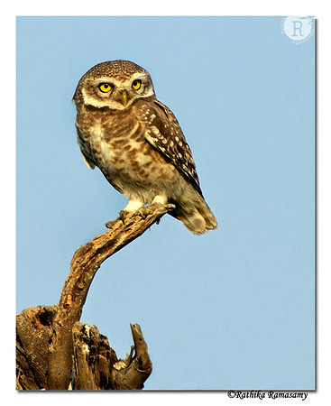 Spotted Owlet (Athene brama)