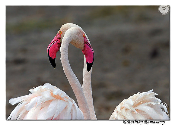 Greater Flamingo( Phoenicopterus roseus)_DD33592