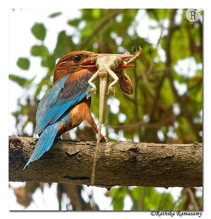 White-throated Kingfisher(Halcyon smyrnensis)