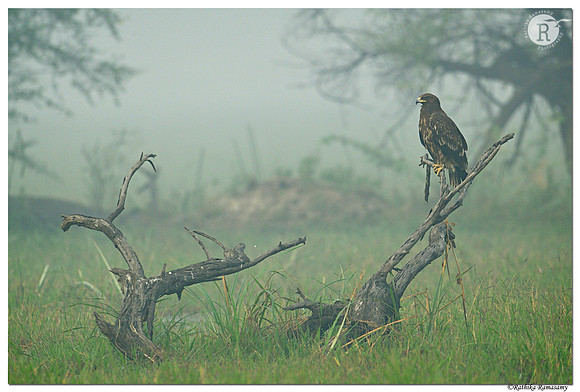 Spotted eagle (Clanga clanga)_BID9924