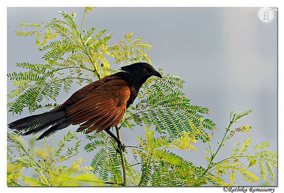 Greater Coucal(Centropus sinensis)_DD38006