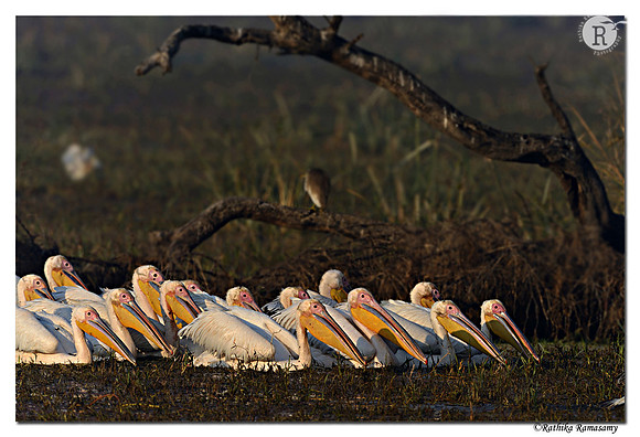 Pelican_D4R2533