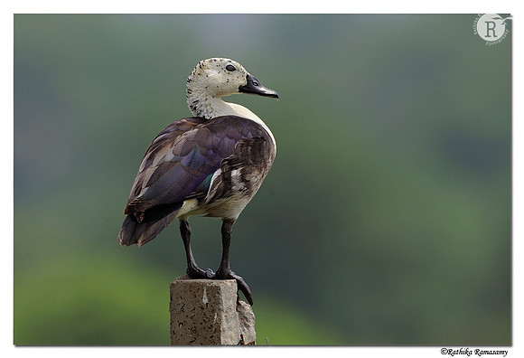 Comb duck(Sarkidiornis melanotos)_DD30966