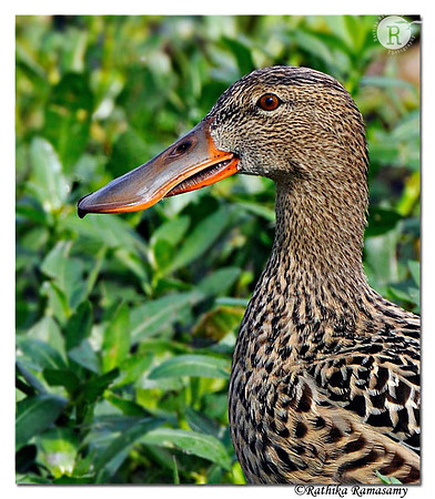 Northern Shoveler (Anas clypeata)_DD38130