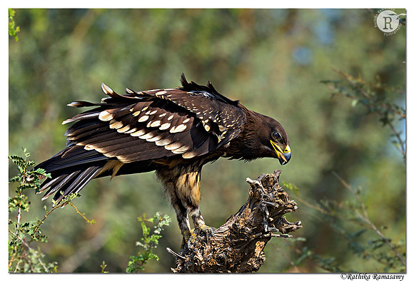 Greater Spotted Eagle (Aquila clanga)_D4R9964