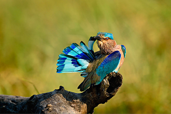 Indian Roller (Coracias benghalensis)_D4S3721-2
