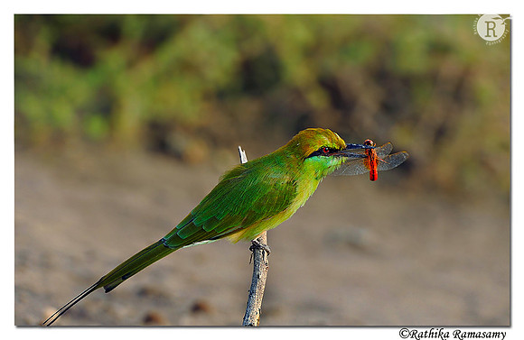 Green bee eater ( Merops Orientails )_DD35300