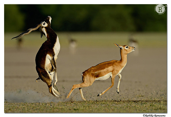 Blackbuck_D4R1890