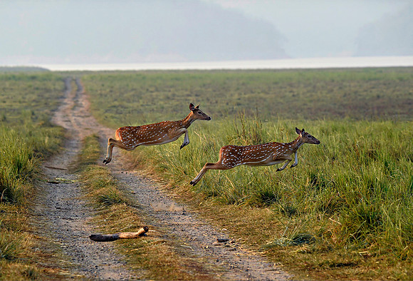 Inflight Spotted Deer_D4S3251