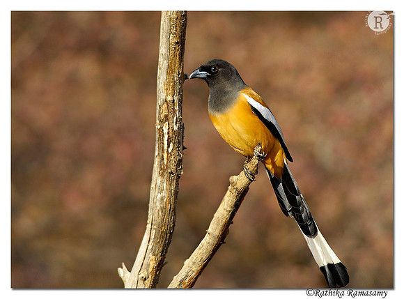Rufous Treepie (Dendrocitta vagabunda)_D2X7511