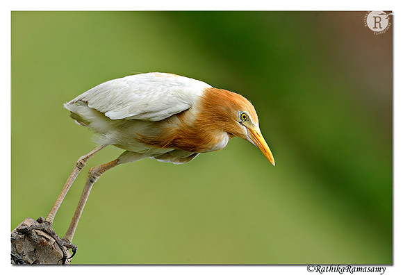 Cattle Egret(Bubulcus ibis)_DD36179