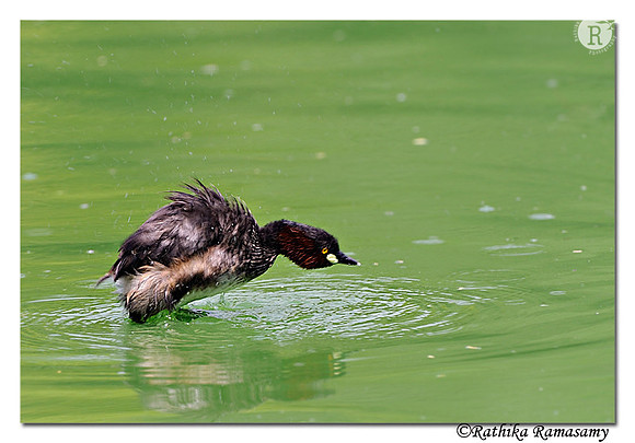 Jumping Grebe (Tachybaptus ruficollis)_DD35063