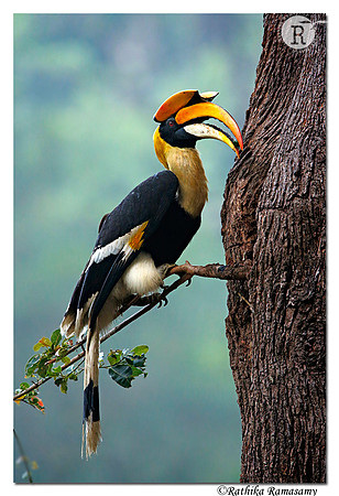 Great Indian Hornbill(Buceros bicornis)
