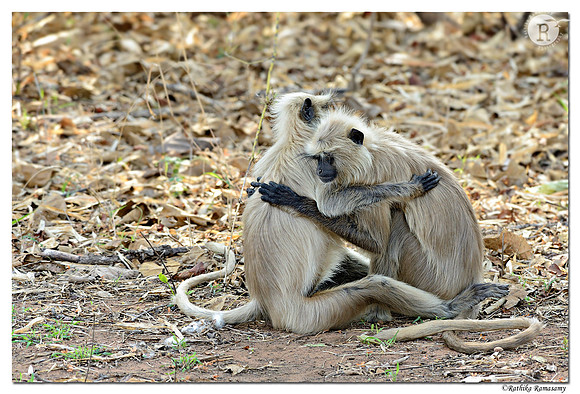 Langur-_D4R9301