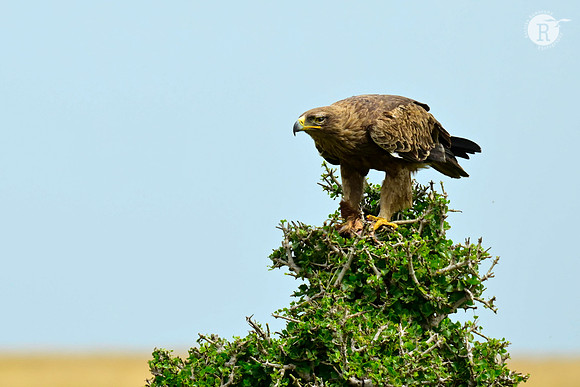 Tawany Eagle_MAR0169