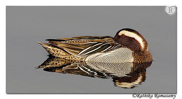 Garganey( Anas querquedula)_DD39590