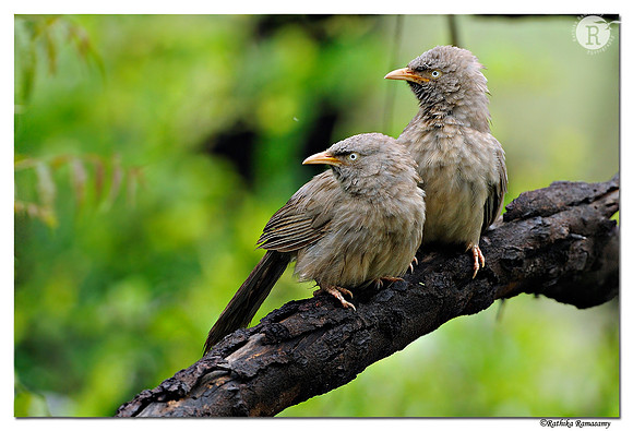 Jungle Babbler (Turdoides striata)_DD32016