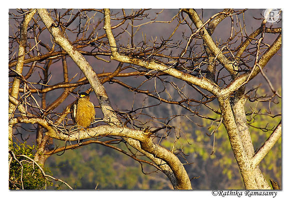 Crested Serpent Eagle (Spilornis cheela)__D2X7369