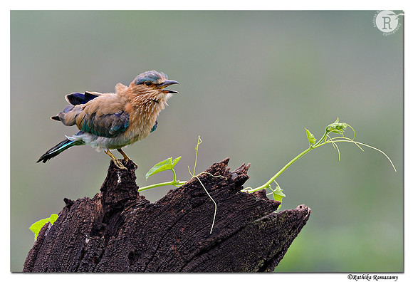 Indian roller_DD32193