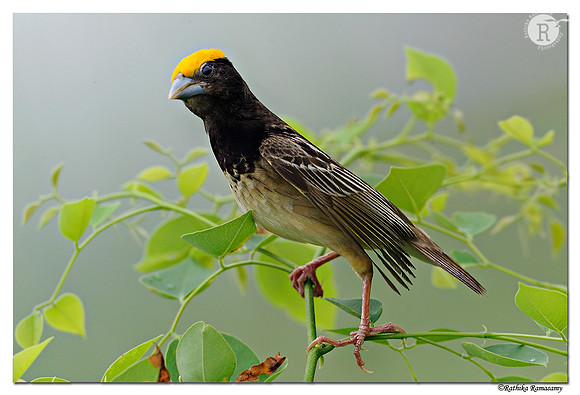 Black-breasted Weaver Ploceus benghalensis_DD30257