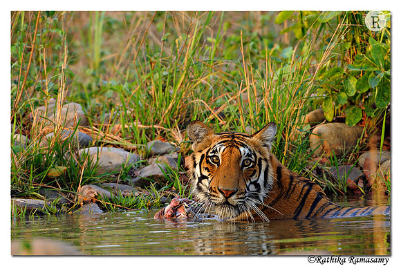 Tiger with kill_DD32838