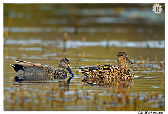 Gadwall (Anas strepera) _D4R2266
