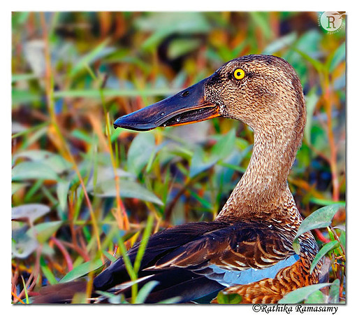 Northern Shoveler (Anas clypeata)_DD39505