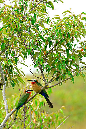 White fronted bee eater_MAR0108