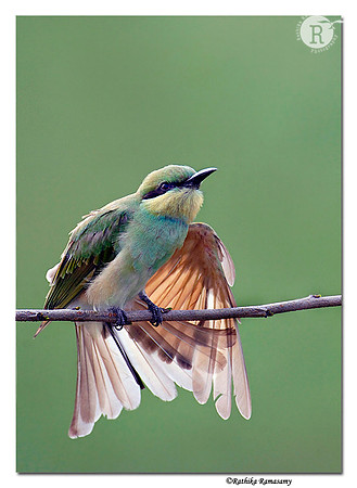 Green Bee Eater(Merops orientalis)-5665
