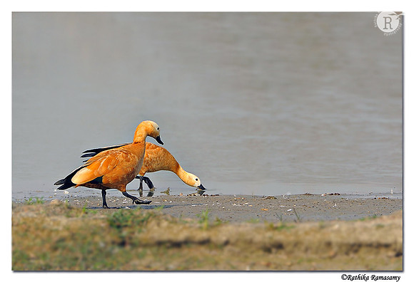 3-Ruddy Shelduck (Tadorna ferruginea)_DD38371