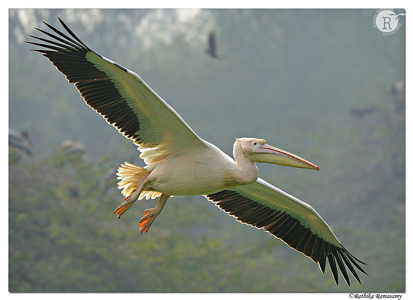 Pelican_D4R6280