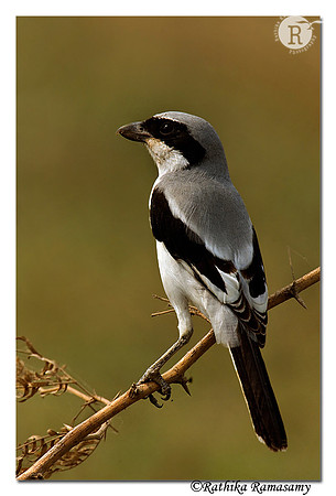 Southern Grey Shrike (Lanius meridionalis)