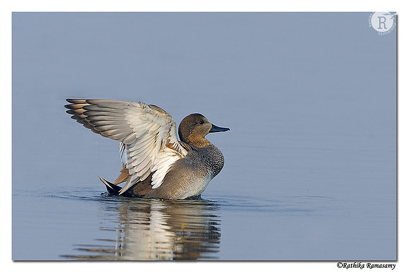 Gadwall (Anas strepera)_DD38164