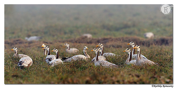 Bar-headed Goose (Anser indicus)_DD32592