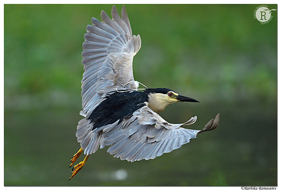 Night heron (Nycticorax nycticorax)_BID6381